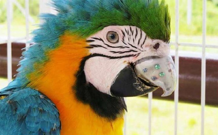 Клюв для попугая напечатали на 3D-принтере