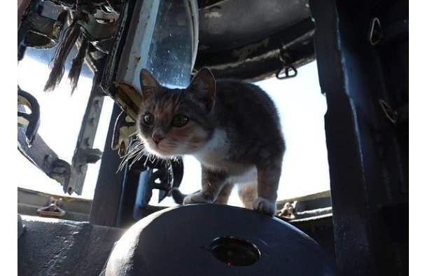 Кошка Муся с Новороссийской военной базы родила котят на субмарине на глубине 200 метров