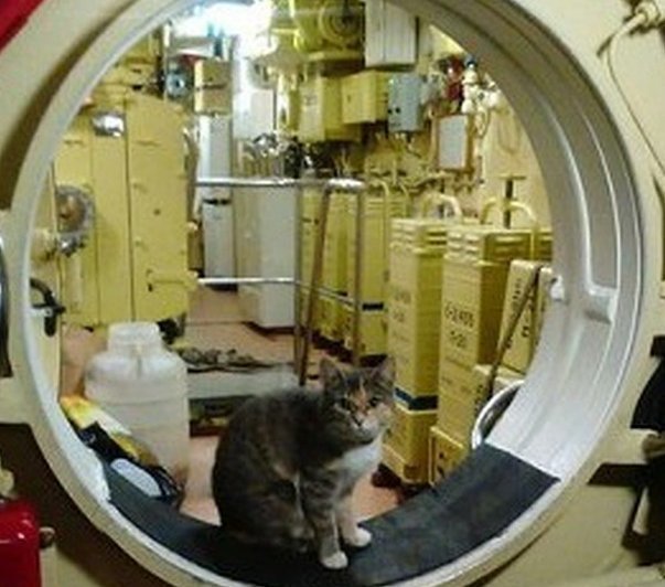 Кошка Муся с Новороссийской военной базы родила котят на субмарине на глубине 200 метров