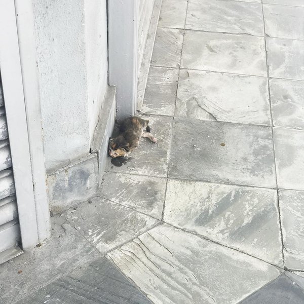 Маленький бездомный котенок лежал на обочине улицы и едва двигался, а люди проходили мимо