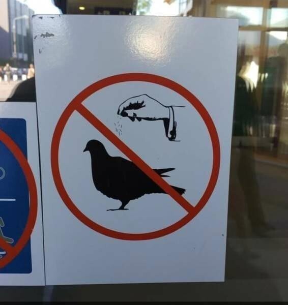 Пожалуйста, не солите голубей