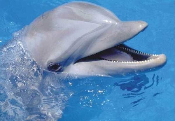 Интересные и познавательные факты о дельфинах
