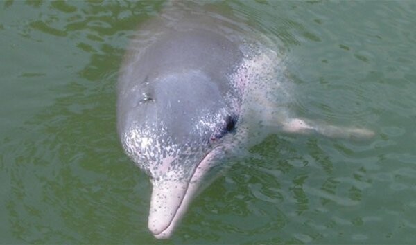 Интересные и познавательные факты о дельфинах