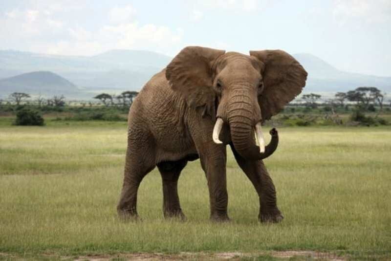 8. Почему у слонов потрескавшаяся кожа