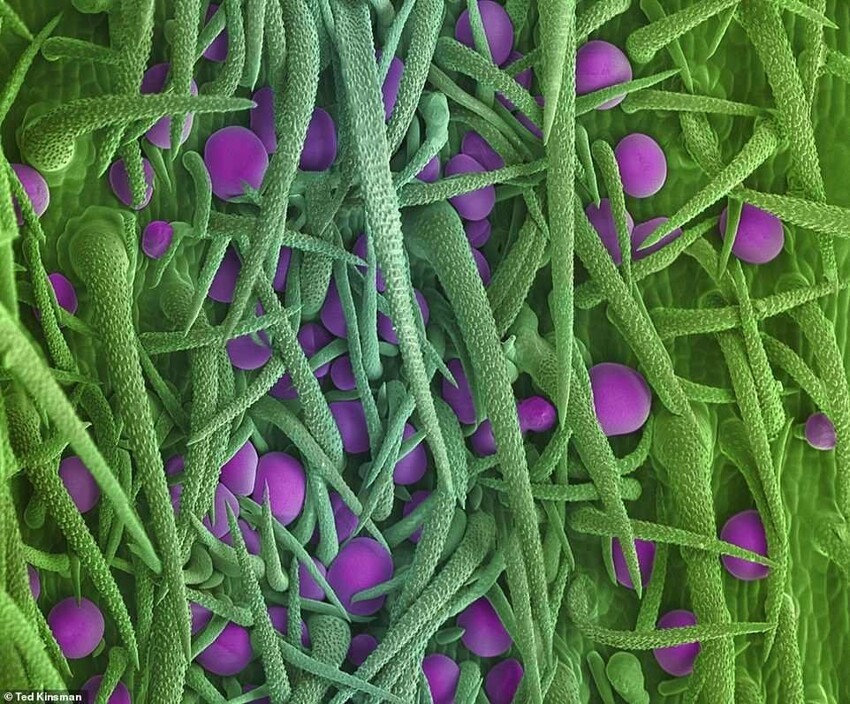 Марихуана фото под микроскопом болезни конопли видео