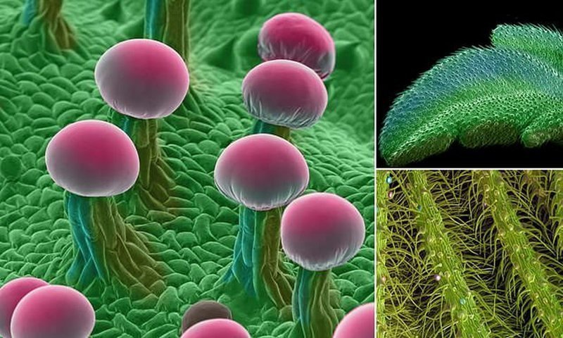 Как выглядит марихуана под микроскопом