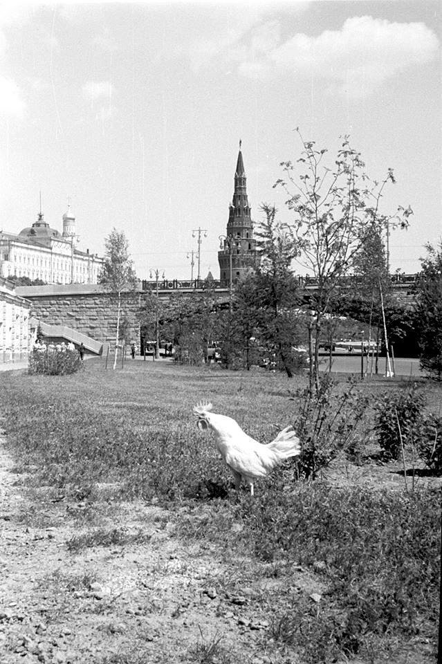 СССР. Москва. Петух и Кремль. Фото В.А.Грабарский. 1960-е.