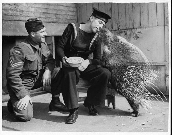 Солдат угощает дикобраза вкусным орешком. Лондонский зоопарк, 1940 год.