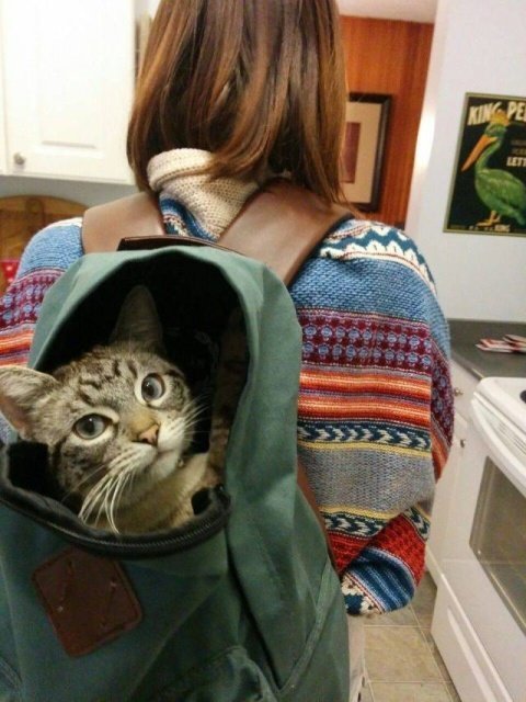 Кошка-путешественница