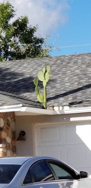 Просто кактус на крыше