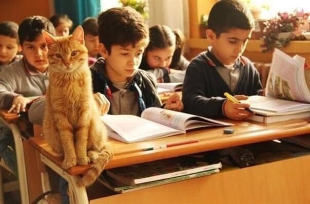 Как рыжий кот официально устроился на работу в школу