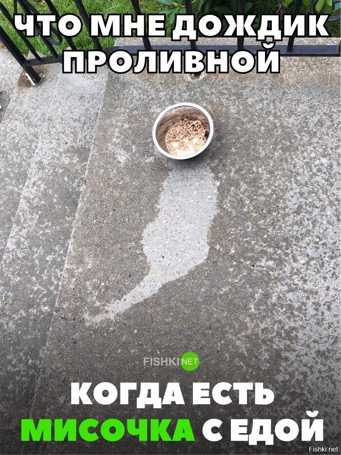 Коту ничего не помешает