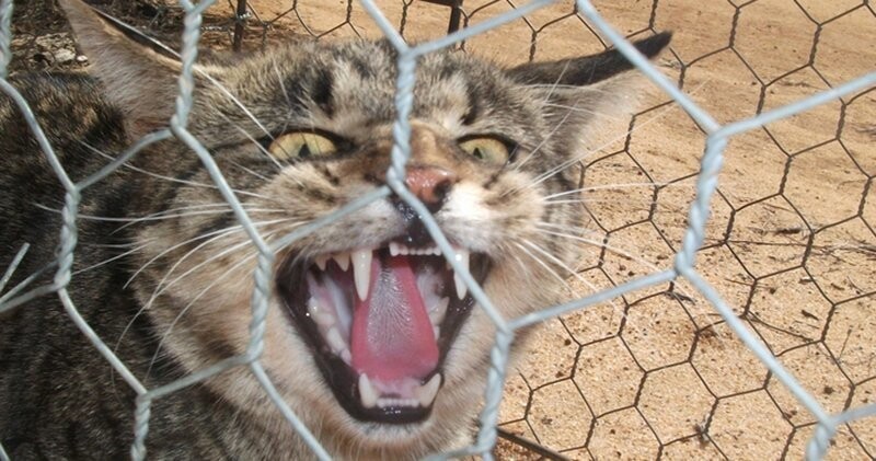 В Австралии соорудили забор против кошек
