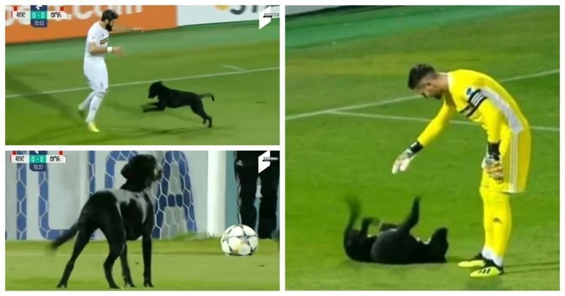 Жизнерадостный пёс прервал футбольный матч в Грузии