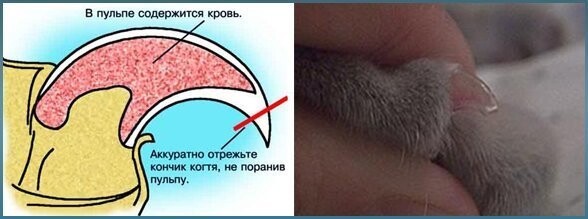 Интересные факты о котах и кошках