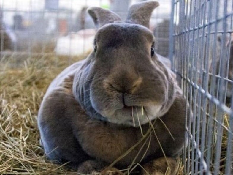 Кролики – это не только ценный мех, но и два – три килограмма свежего мяса