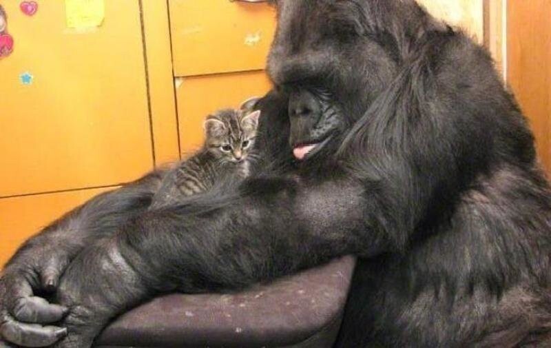 Коко — самая умная горилла в мире