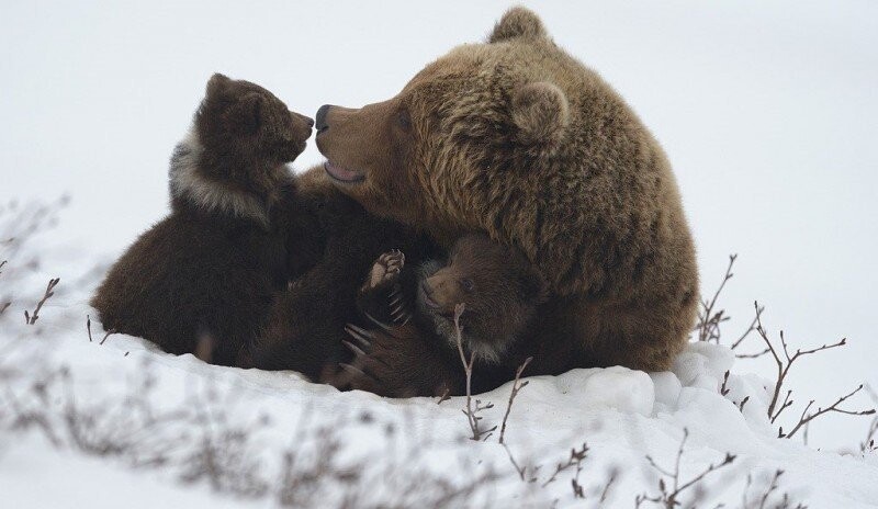 Камчатка, медведи и любовь
