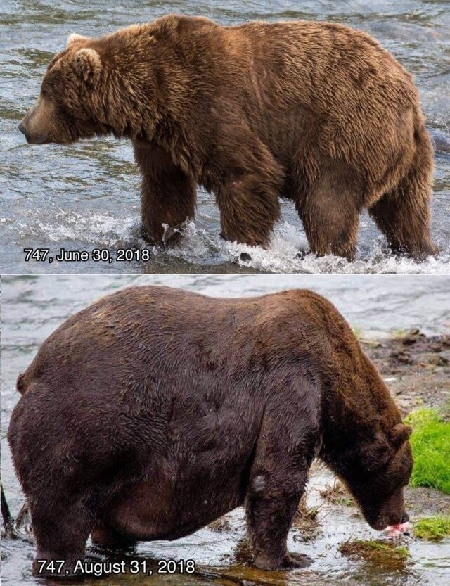 Конкурс на самого толстого медведя в национальном парке
