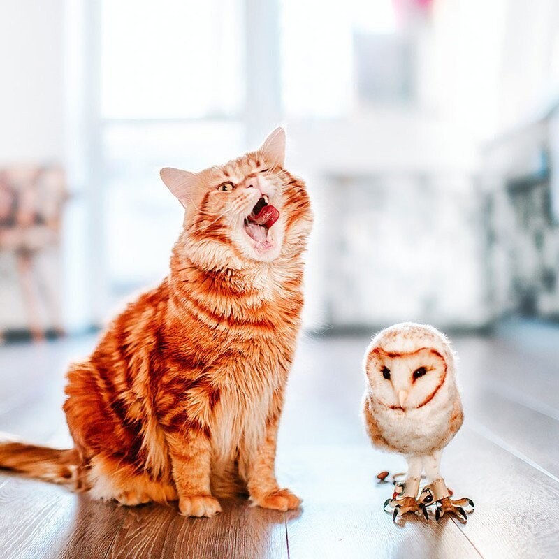 Причудливые фотографии кошки Котлетки от Кристины Макеевой