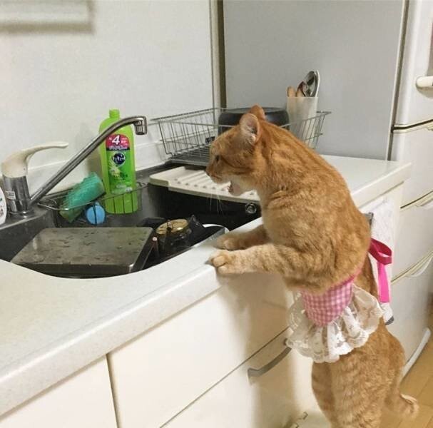 Опять посуду мыть!