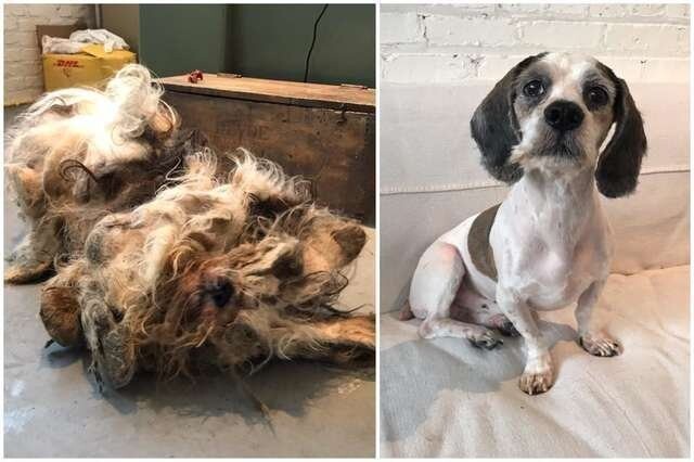 Эту бездомную, заросшую шерстью собаку подобрали на улице, и никто не мог определить её породу