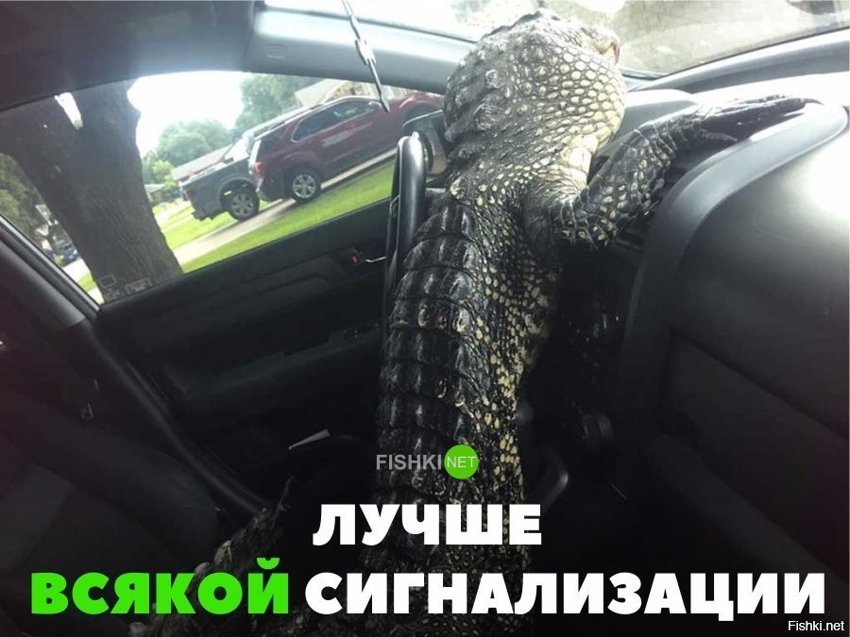 Лучше любой сигнализации