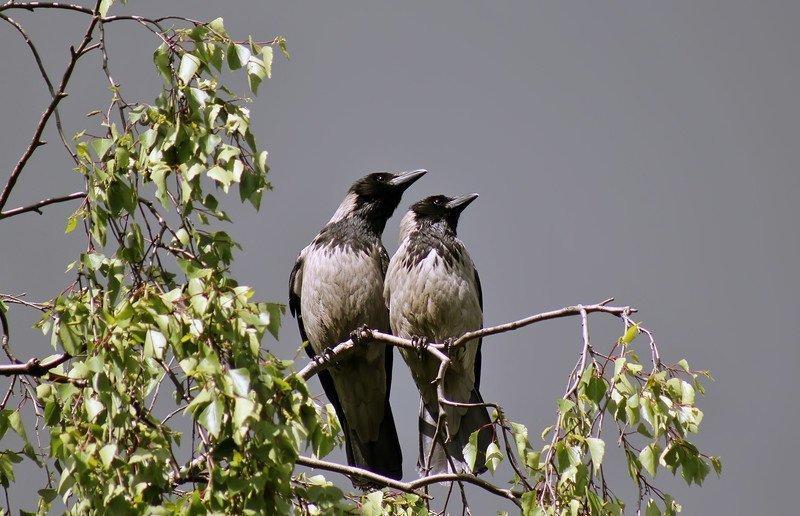 Ворона серая — интеллектуал мира птиц