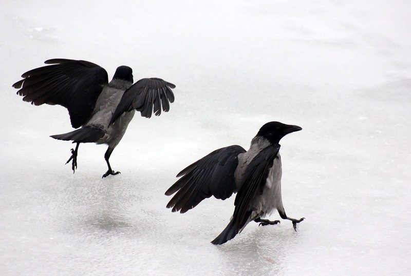Ворона серая — интеллектуал мира птиц