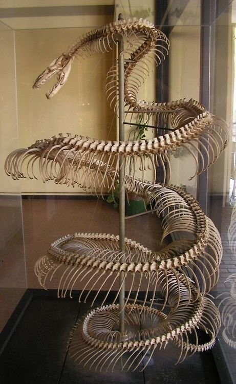 А так выглядит скелет змеи. Представляете как в металле было бы круто?