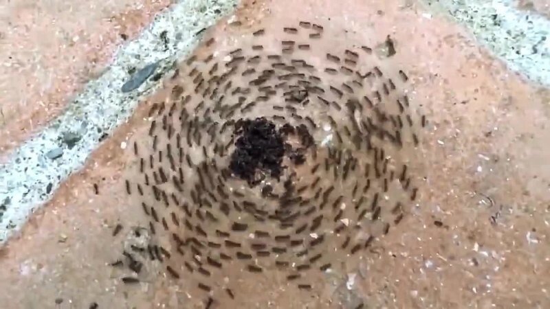 Муравьиный круг смерти: почему муравьи маршируют, пока не умрут