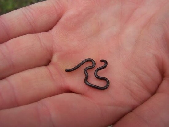 Самая маленькая змея в мире