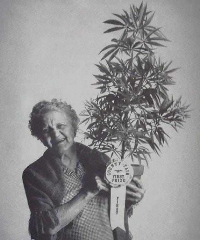 Счастливая бабушка с лучшей марихуаной в округе, 1973 год, Калифорния 