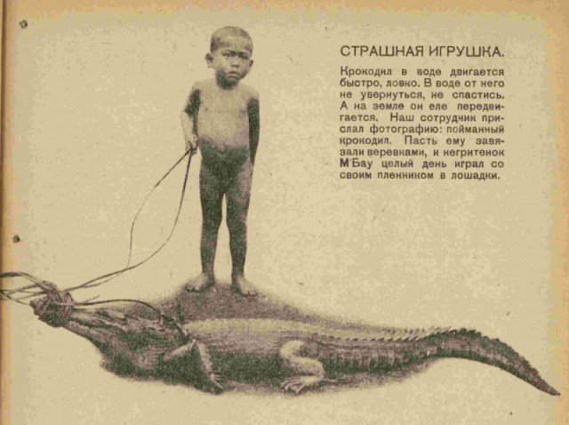 Журнал “Чиж” рассказывает о том, что негритёнок М'Бау играл с крокодилом в лошадки, 1930 год.
