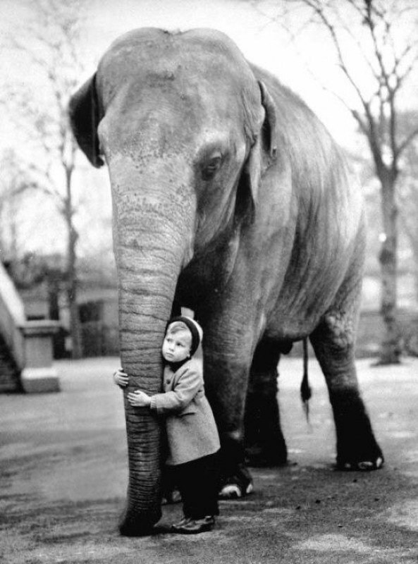 Друзья, лондонский зоопарк, 1958 год. Фотограф: Edward Grossi. 