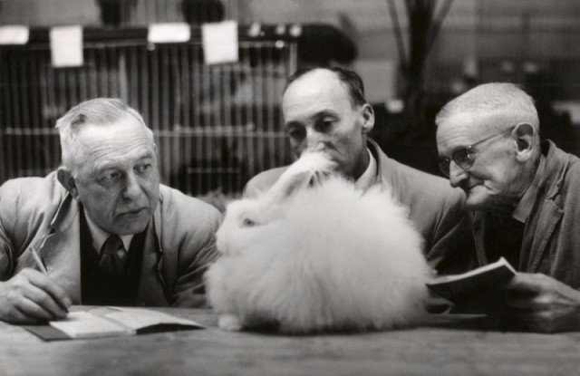  Судьи за работой на выставке кроликов в Амстердаме, 1957 год.