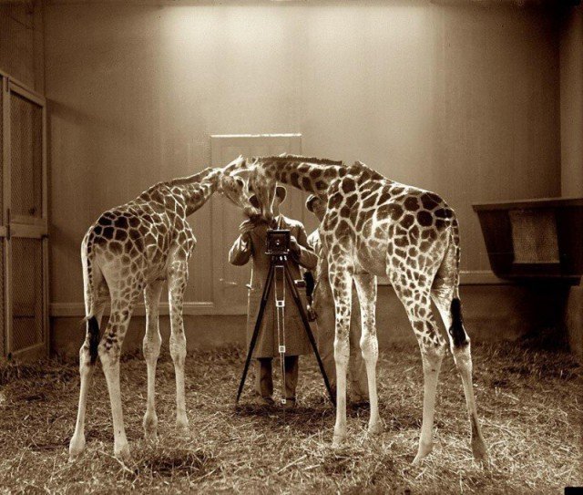 Фотографирование жирафов в национальном зоопарке, Вашингтон, США, 1926 год. 