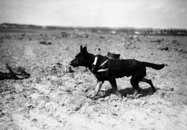 Собака-связной с катушкой проводов прокладывает новую линию. Первая мировая, сентябрь 1917 года. 