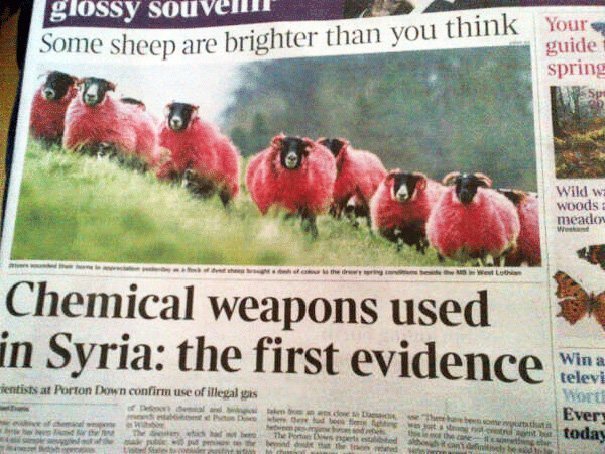 «Некоторые овцы ярче, чем вы думаете». Ниже — «В Сирии было применено химическое оружие: первые свидетельства».