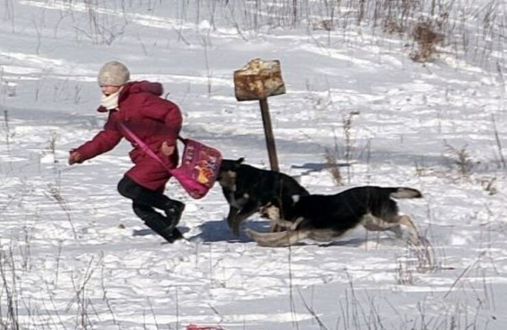 Получается: одна собака в России более чем в четыре раза опаснее вооруженного американца.