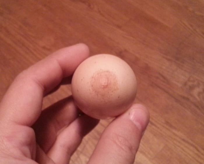 Яйцо с соском - ошибка природы