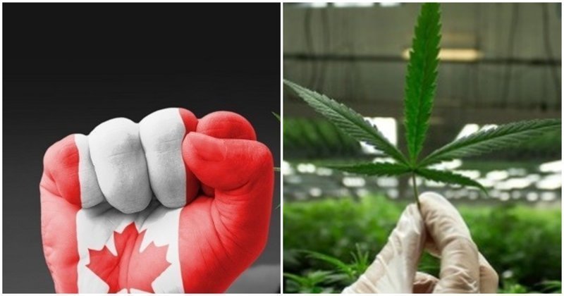 В Канаде легализовали марихуану, но России с ней не по пути