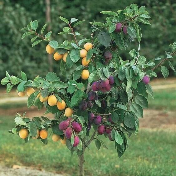 Эксперименты с деревом-садом ставят на сливах, персиках, черешне, вишне, цитрусовых и других