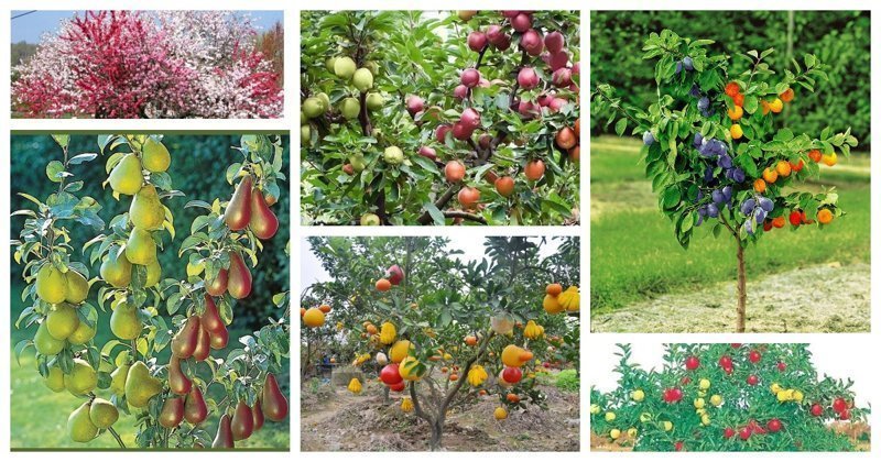 Вам не нужно иметь несколько деревьев для разных плодов - достаточно одного, где на одной ветке будут, допустим яблоки, а на другой груши