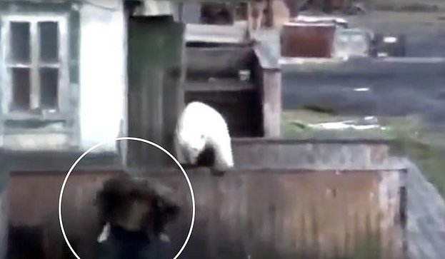 Город в осаде:  жителей Диксона терроризируют белые медведи