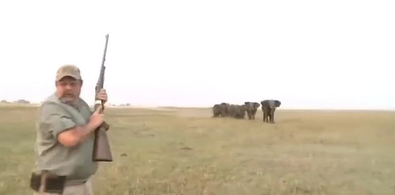 «Стреляй ему между глаз!»: Охотники сняли убийство слона, а затем видео случайно попало в Сеть
