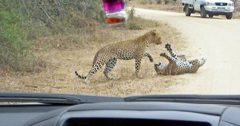 В парке ЮАР туристы сняли смертельную схватку двух леопардов