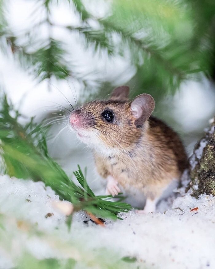 Дикая природа Финляндии: симпатичные портреты животных Осси Сааринена