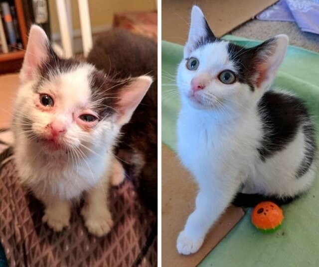 Животные, которые нуждались в помощи человека: до и после