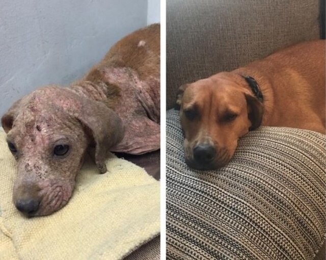Животные, которые нуждались в помощи человека: до и после